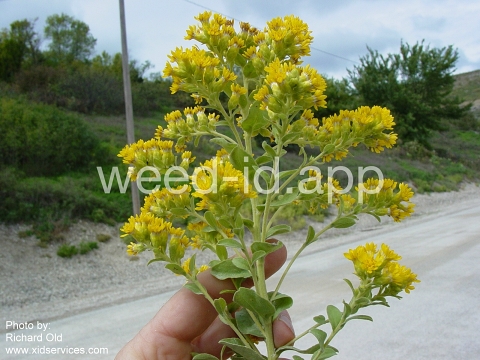 goldenrod, rigid